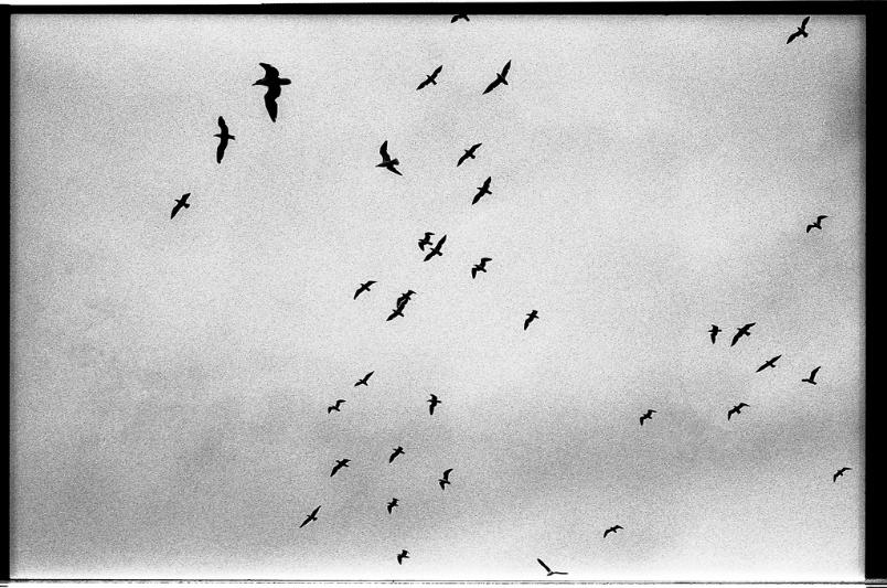 Birds black and white film photography