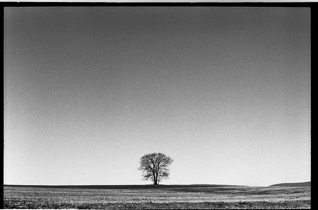 Stoic Tree Leica M6 TTL | Leitz 5cm 1.5 Summarit | Kodak Tri-X 400 | Kodak HC110b  black and white film photography Johnny Martyr
