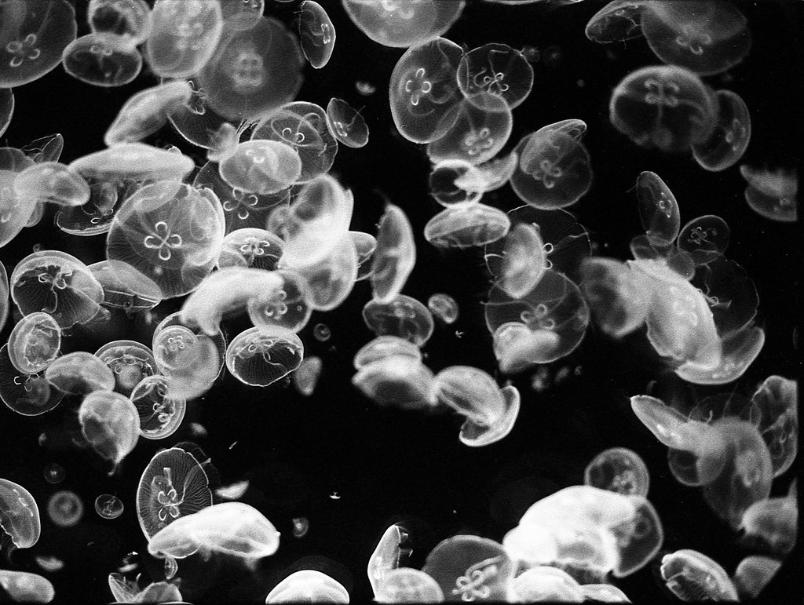 Bloom of Jellyfish Baltimore National Aquarium Black and White Film black and white film photography